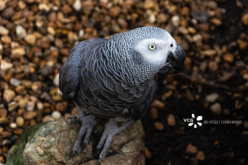 鹦鹉栖息在树上的特写图片素材