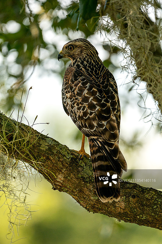 仰视猛禽栖息在树枝上图片素材