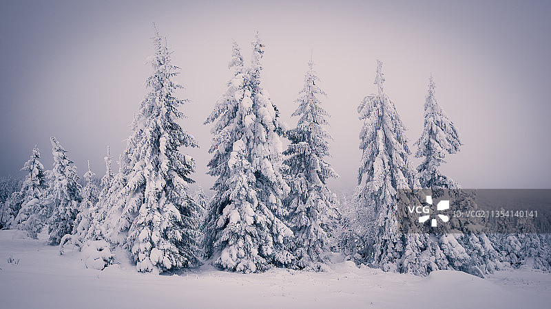 雪上的树木覆盖着大地，映衬着天空图片素材