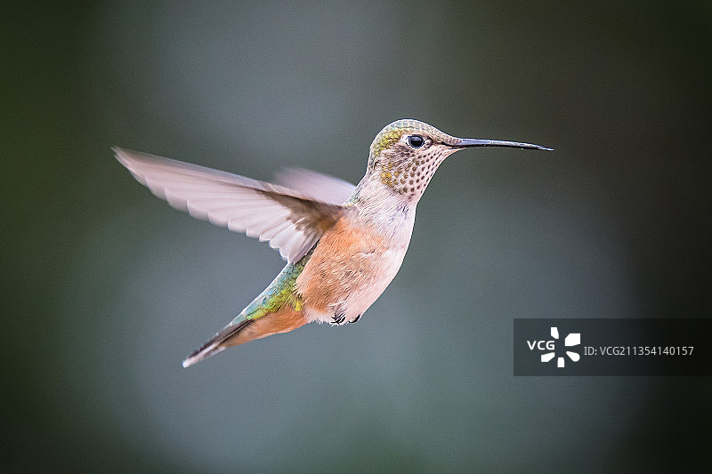 红褐色蜂鸟户外飞行特写图片素材