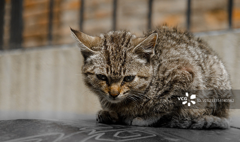猫的特写肖像图片素材