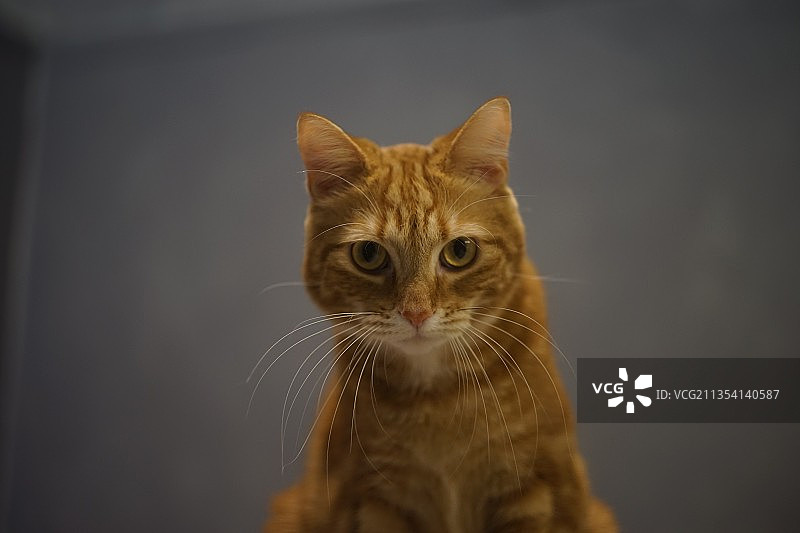 猫的特写肖像图片素材