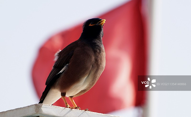 栖息在木头上的鸣禽特写图片素材