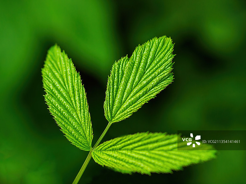 蓬勃的绿叶图片素材