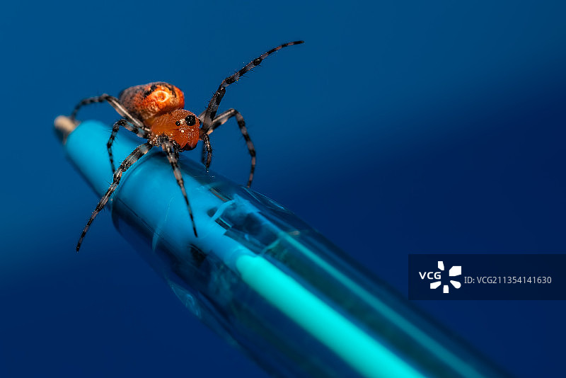 阿根廷布宜诺斯艾利斯省蜘蛛网上的蜘蛛特写图片素材