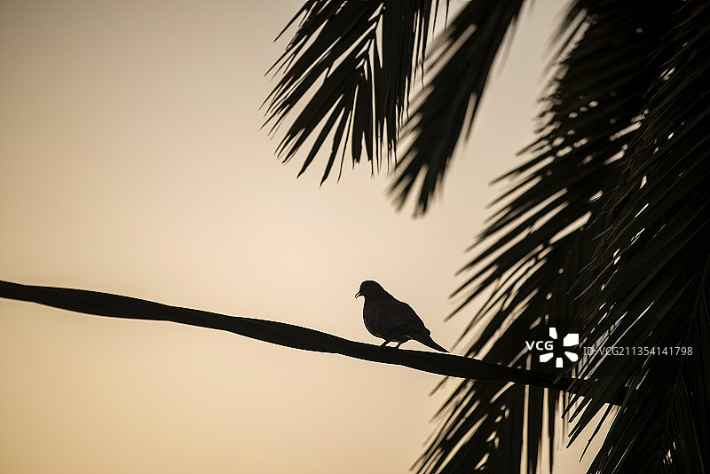 日落时分树上鸣禽剪影仰视图片素材