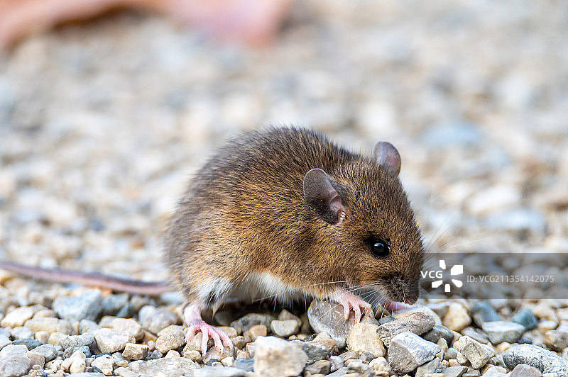 岩石上的林鼠特写图片素材