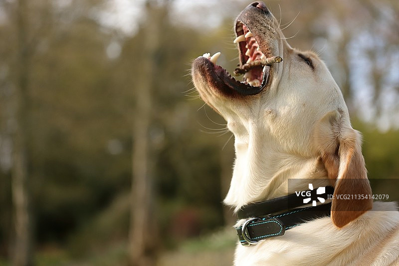 拉布拉多寻回犬吃食物特写，苏格兰边境，英国图片素材