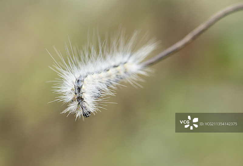 毛虫在植物上的特写镜头图片素材