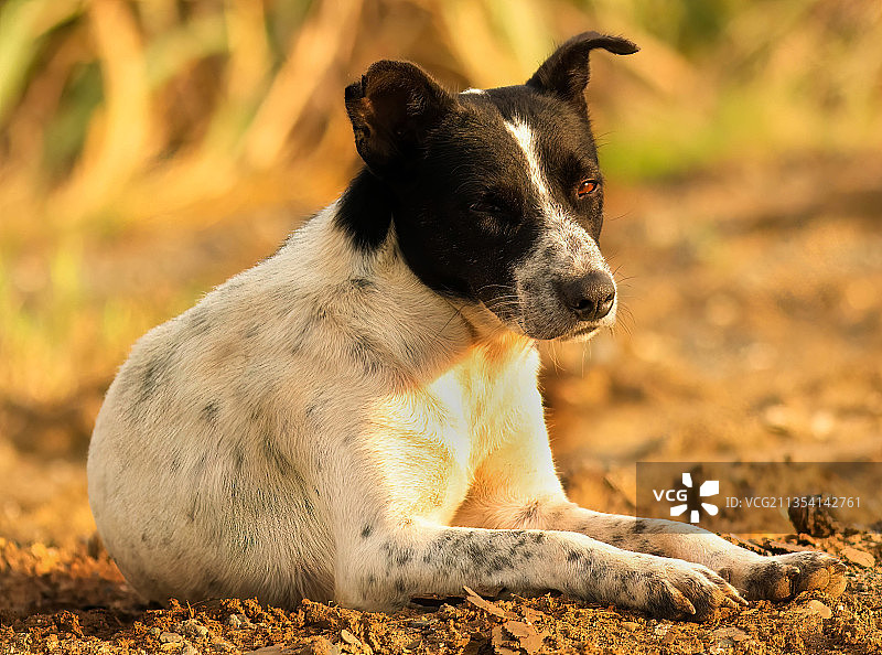 田野混合物特写，菲律宾图片素材