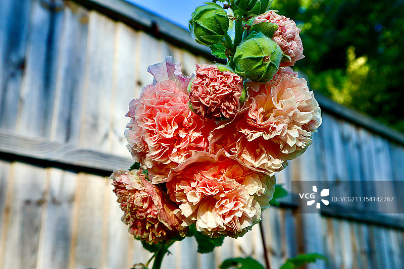 英国剑桥的红色开花植物特写图片素材