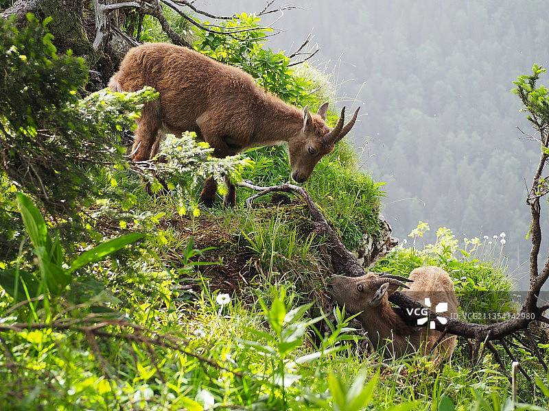 熊在森林中行走的侧面视角图片素材
