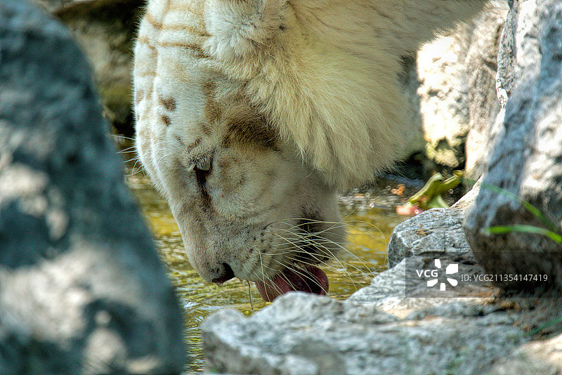 幼狮特写图片素材