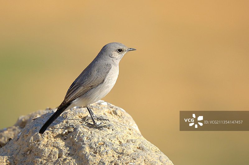 栖息在岩石上的鸣禽特写，约旦穆吉卜谷地图片素材