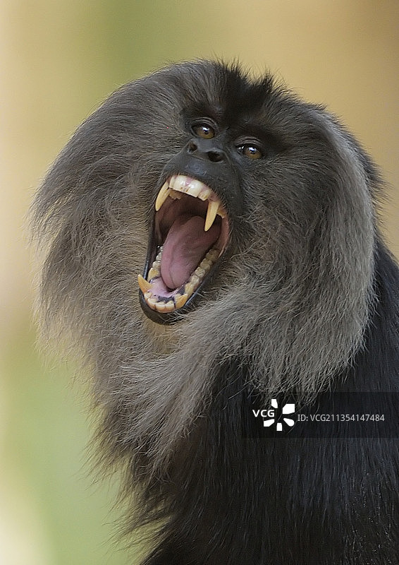狮尾猕猴图片素材