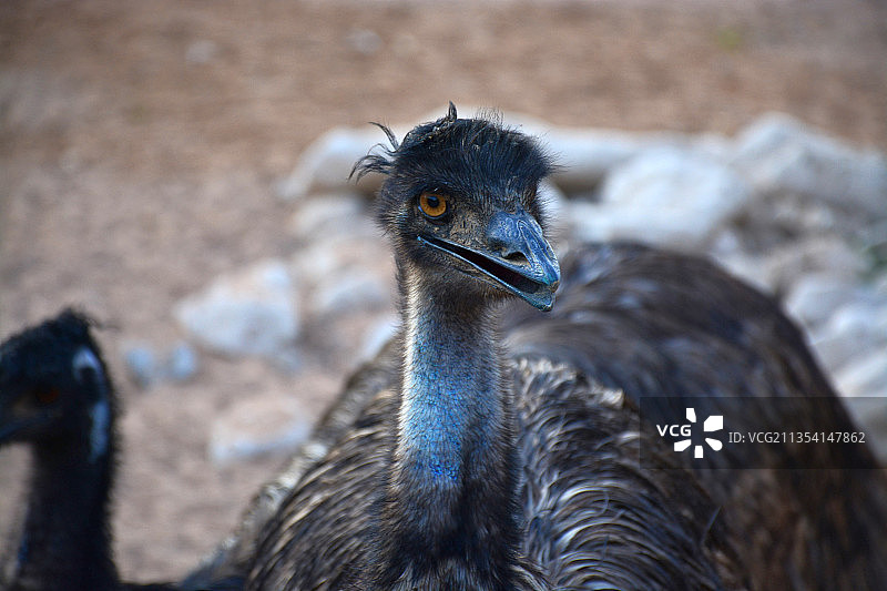 鸸鹋特写图片素材