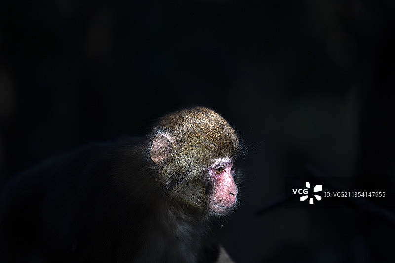 猕猴特写图片素材