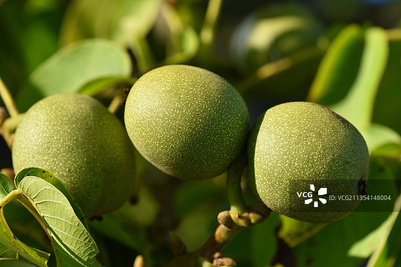 法国树上生长的水果特写图片素材