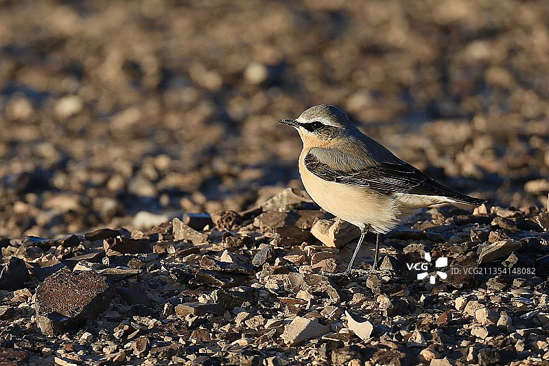 栖息在约旦田野上的鹡鸰特写图片素材