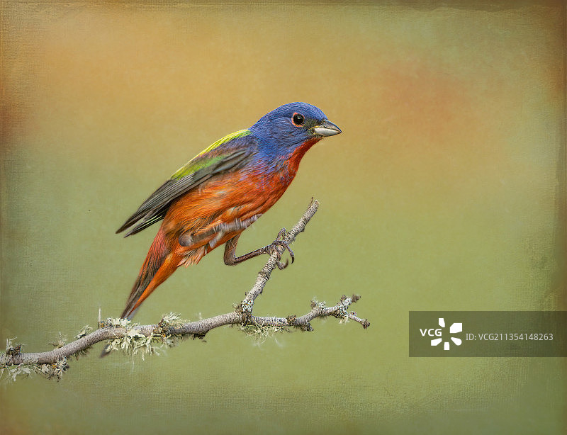 栖息在树枝上的彩绘鹀特写图片素材