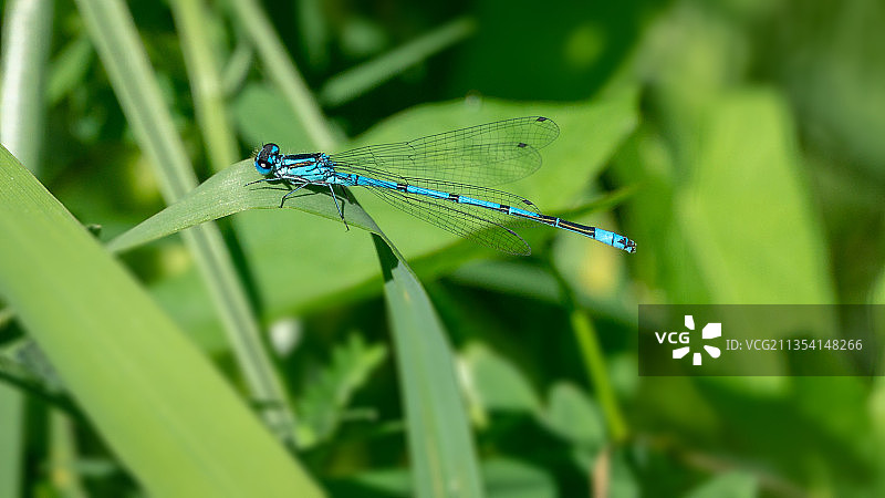 草地豆娘特写图片素材