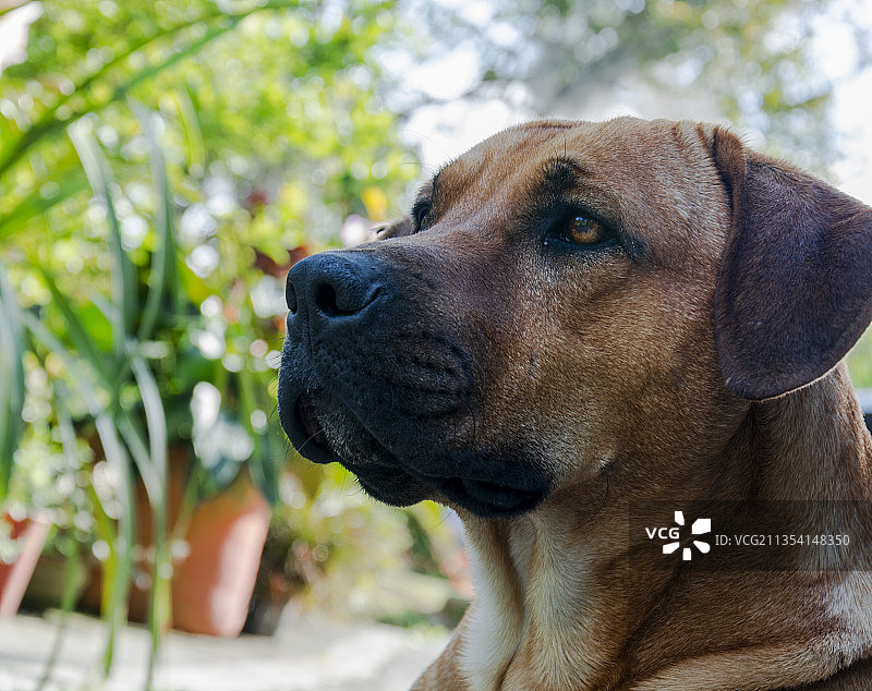 哥伦比亚达帕狗狗望向远方特写图片素材