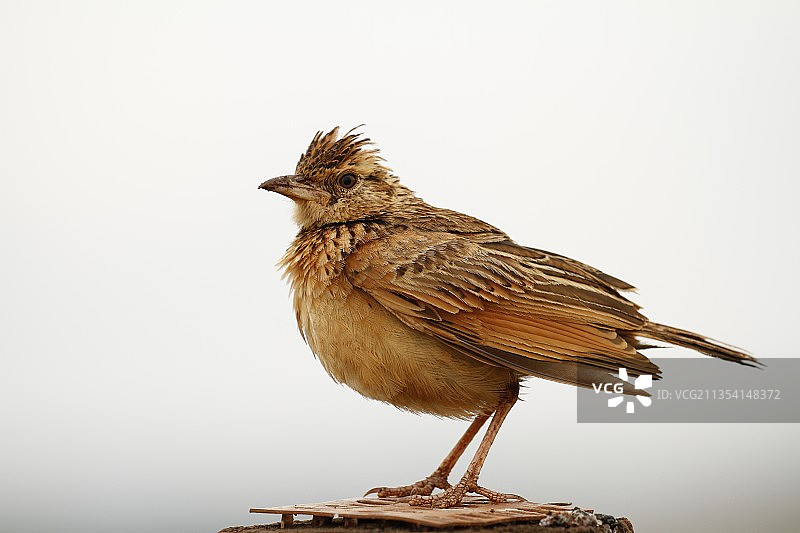 鸣禽栖息在白色背景的桌子上特写图片素材