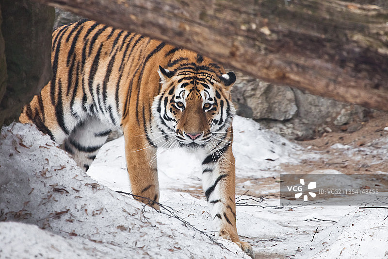 站在田野中的老虎肖像图片素材