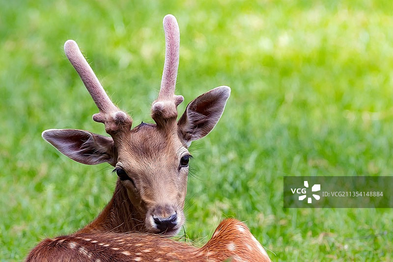 田野上的白色马匹特写肖像图片素材