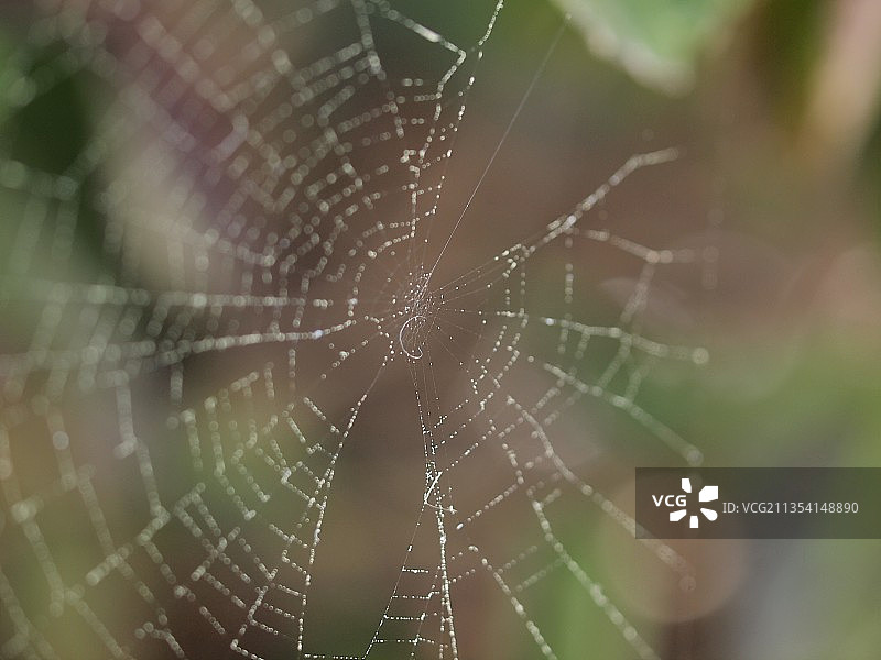 蜘蛛在网上的特写镜头图片素材