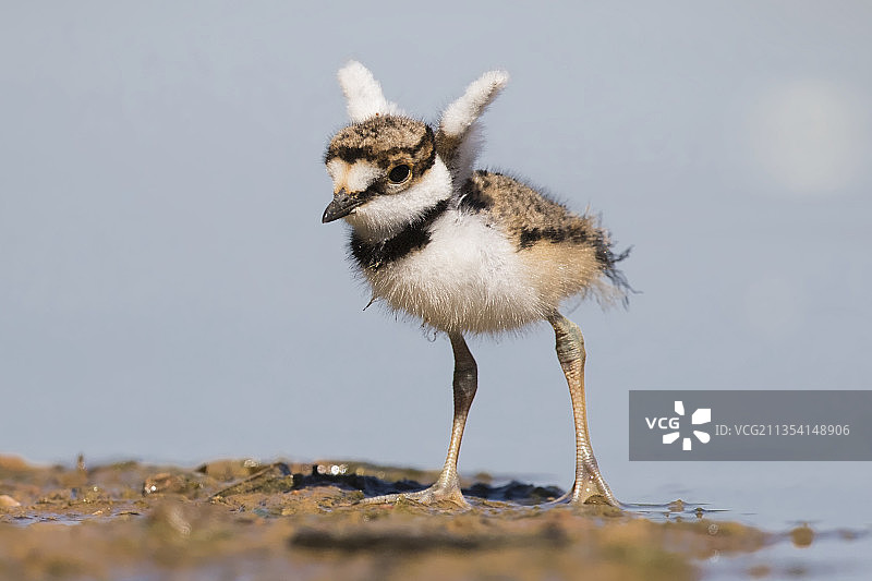 湖中栖息的鸻鸟特写图片素材