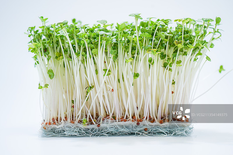 白色背景下的蔬菜特写图片素材