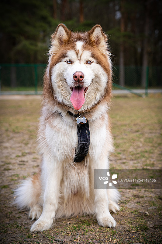 雪橇纯种西伯利亚哈士奇坐在田野上吐舌头的画像图片素材