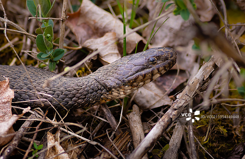 田野上的蛇特写图片素材