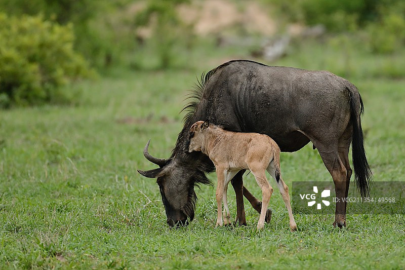 水牛在南非灌木堆田野上吃草的侧面照图片素材