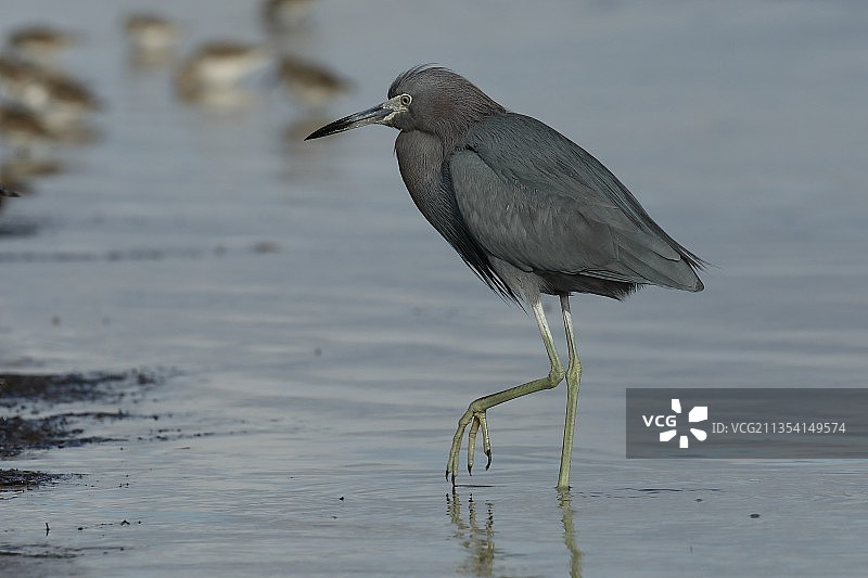 苍鹭栖息在湖中的侧面像图片素材