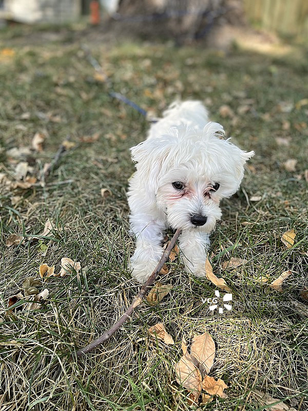 田野上的马尔济斯犬画像图片素材