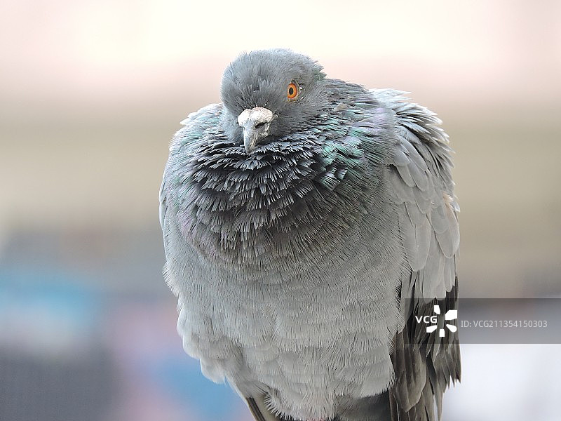 岩鸽在户外栖息的特写，印度艾哈迈达巴德图片素材