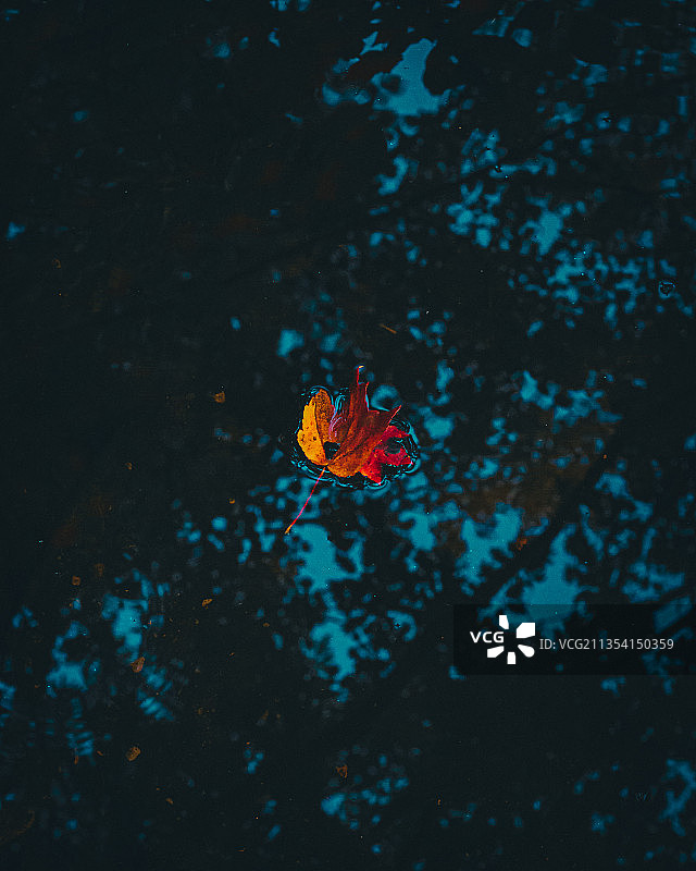 俯视角度拍摄的美国马萨诸塞州植物上的花朵图片素材