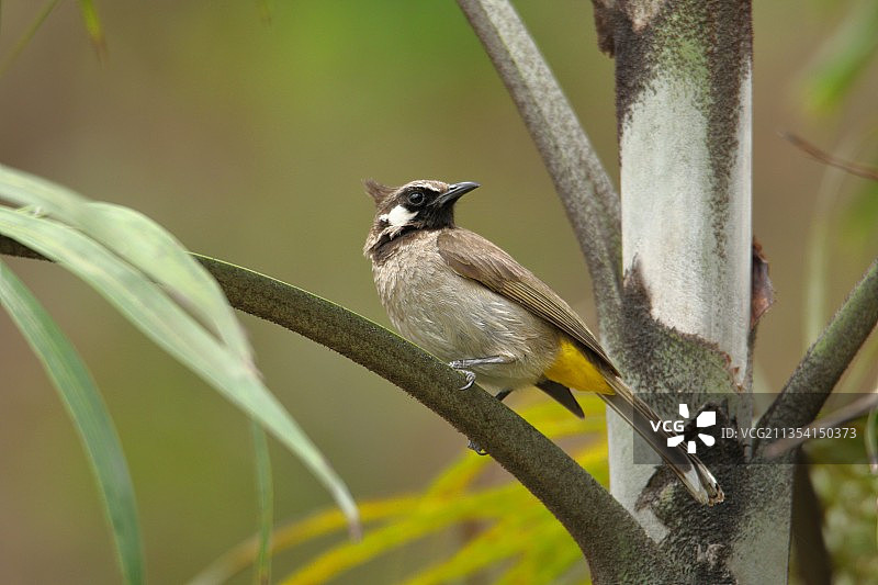 热带鸣禽栖息在印度北阿坎德邦索纳纳迪山脉树上的特写镜头图片素材