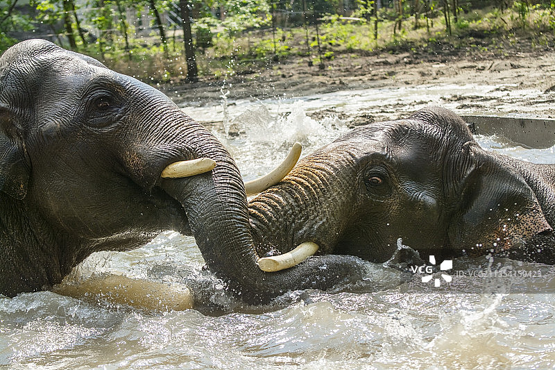 匈牙利塞格德河岸边的大象特写图片素材