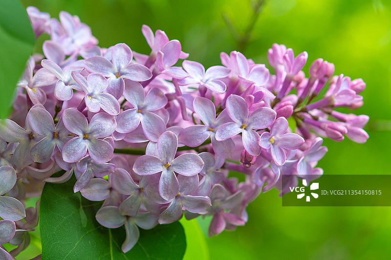 粉红色开花植物的特写图片素材