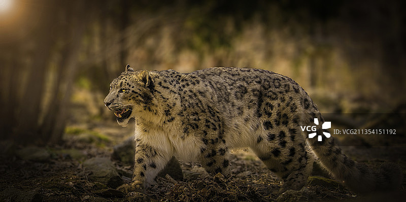 猎豹站在田野上的侧视图图片素材