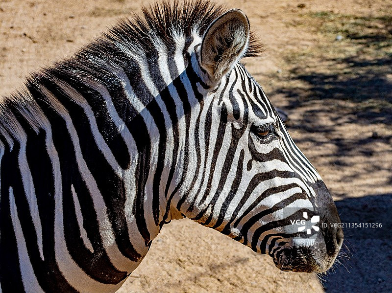 平原斑马的特写，美国亚利桑那州坎普维德图片素材
