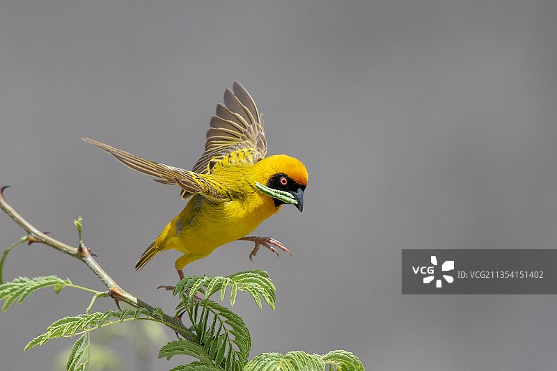 面罩织布鸟栖息在植物上的特写图片素材