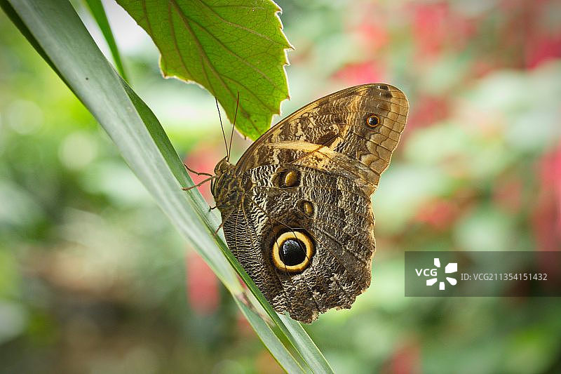 蝴蝶在植物上的特写图片素材