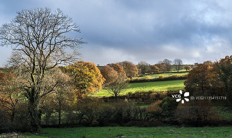 秋天，田野上的树木与天空相映成趣图片素材