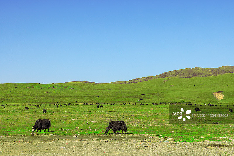 近处与远处的牦牛正在草原上觅食图片素材