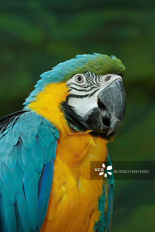蓝黄金刚鹦鹉图片素材