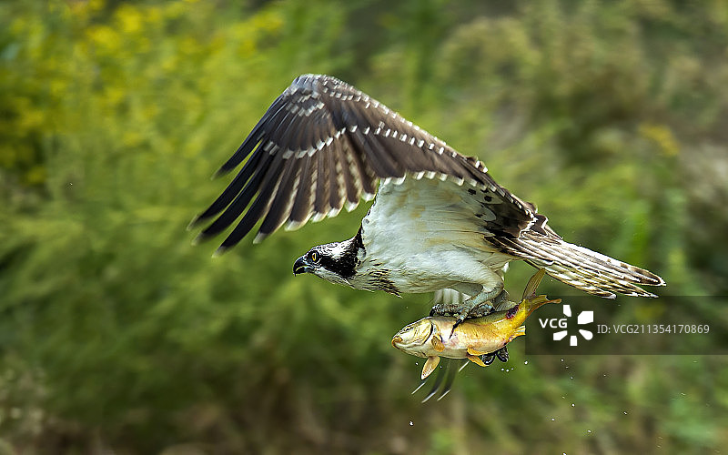 鹗的收获图片素材